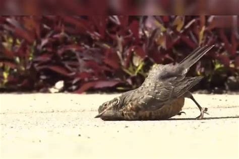 麻雀突然死掉|小麻雀晚上突然死亡的原因有哪些